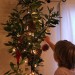 Adopt a Living Tree - Environmentally-Friendly Christmas Trees